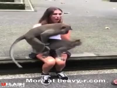 Monkey Porn